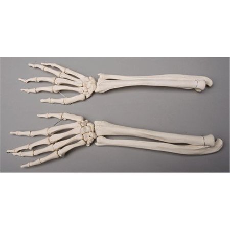 SKELETONS AND MORE Skeletons and More SM372D Forearms  Left and Right SM372D